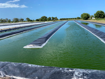 Greater Whitsunday Algae farm named AgTech Global Finalist