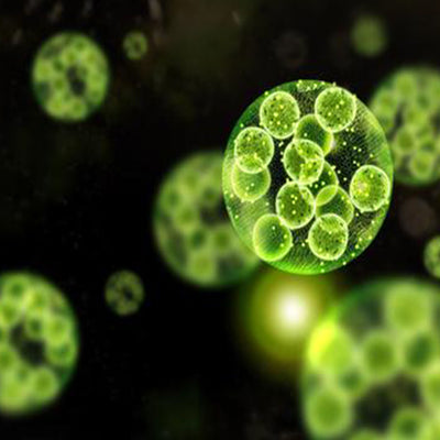 Five Impressive Health Benefits of Chlorella